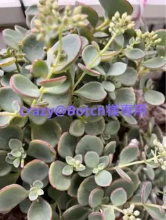 間もなく締め切り〆 越中ミセバヤ カット苗 多肉植物 2025年最新】越中ミセバヤの人気アイテム - メルカリ