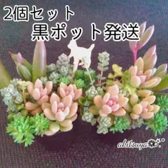 2個セット パリダム 姫秀麗 だるま秀麗 セダム❤ポットごと❤ 多肉植物