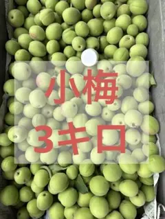 小梅　3kgのサムネイル