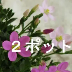 小町りんどうあかり姫・ピンクミックス苗2ポットセット【らくらくメルカリ便】