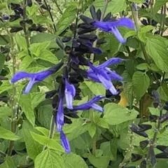 トッピー様 リクエスト 2点 まとめ商品