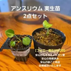 2025年最新】アンスリウムの人気アイテム - メルカリ