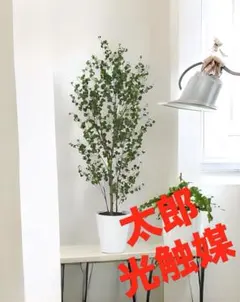 パールアカシア 苗 特大 190cm❗美しい樹形 綺麗な葉色 美形 - メルカリ