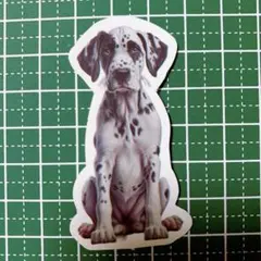 ダルメシアン 防水 かわいい イラスト 犬 シール ステッカー ペット