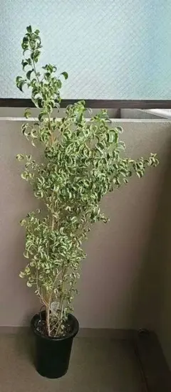 2025年最新】ベンジャミン シタシオンの人気アイテム - メルカリ