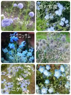 青の花6種類ギリア、シノグロッサム、ニゲラ、ネモフィラ、忘れな草、エリンジウム