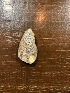 旧版　ネイチャーテクニカラー 日本のいきもの 第1弾　マガキ