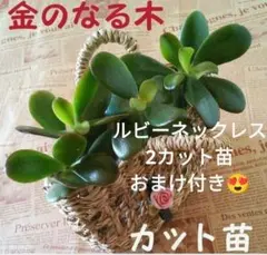 初月様 リクエスト 2点 まとめ商品