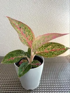 アグラオネマ　オオサカブラック　No.001　鉢、送料込　メルカリ便 激レア アグラオネマ オオサカブラック - メルカリ