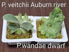 2026年最新】veitchii dwarfの人気アイテム - メルカリ