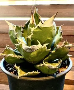 アガベ 羽毛　大株 アガベ・チタノタ 羽毛(小)-001｜agave titanota feather | Plu