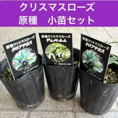 2026年最新】原種クリスマスローズの人気アイテム - メルカリ