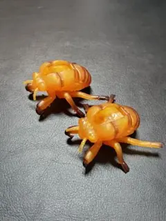 【超リアル】セミの抜け殻 フィギュア（全長約5.5cm） 昆虫模型 2個セット