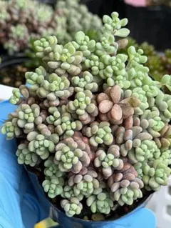 多肉植物 姫秋麗 ポットごと - メルカリ