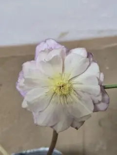 Angie様 リクエスト 2点 まとめ商品