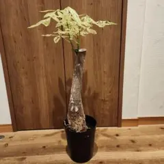 斑入りパキラ ミルキーウェイ 観葉植物 七夕 - メルカリ