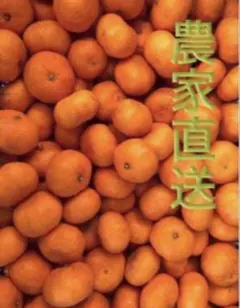 三ヶ日みかん　青島　2S以下　小玉　約5kg（箱込み）