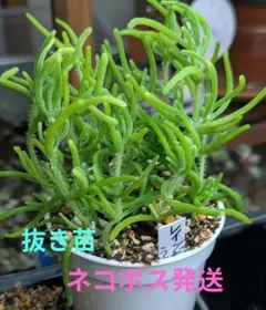 多肉植物　ドロサンテマム　レインボーうさぎ　抜き苗のサムネイル