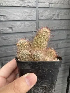 マミラリア エルサム サボテン ふわふわ 棘なし サボテン - メルカリ