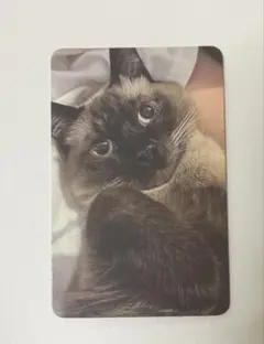 WayV テン STUNNER ルイ トレカ