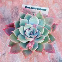 2026年最新】リエール 多肉植物の人気アイテム - メルカリ