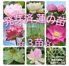 2026年最新】蓮根 苗 レンコンの人気アイテム - メルカリ