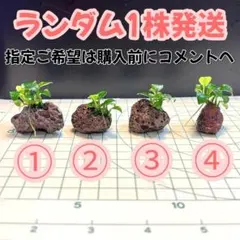 ⑥アヌビアスナナプチ溶岩石 小さめ3個セット - メルカリ