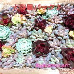 多肉植物〈カット苗〉☆キャンディビューティー☆増やしたい方に♥