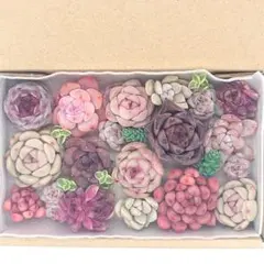 エケベリア 多肉植物 寄せ植えセット A32 カット苗 セダム 韓国苗 多肉弁当