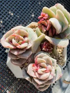 ラブリーローズ錦　赤斑　超美斑入り　四頭超美斑　 1頭レッド　三頭色斑入り ラブリーローズ錦 赤斑 超美斑入り 四頭超美斑 1頭レッド