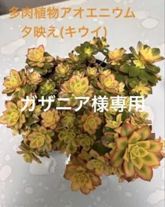 2026年最新】アエオニウム夕映えの人気アイテム - メルカリ