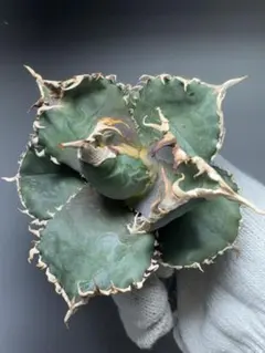 2025年最新】アガベ金剛の人気アイテム - メルカリ