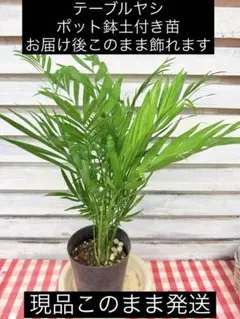 テーブルヤシ③ポット鉢土付き苗　お届け後このまま飾れます　観葉植物　現品発送のサムネイル