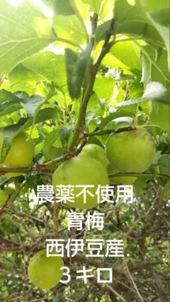 和歌山県産】栽培期間中農薬不使用の南高梅青梅。朝収穫・当日発送
