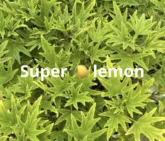 スーパーレモンゼラニウム　超レア苗　1鉢　やみつきレモン香