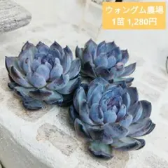 ウォングム農場◎ジェムストーン◎多肉植物 カット苗 輸入苗 エケベリア等