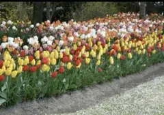 チューリップ　おまかせ　30球（1月最終値引き価格　1月内で販売終了します）