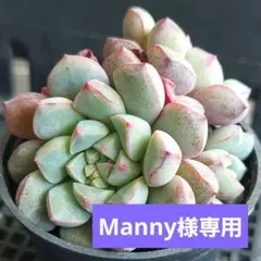 Manny様 リクエスト 2点 まとめ商品