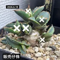 2026年最新】アガベ チタノタ 斑入りの人気アイテム - メルカリ