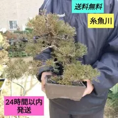 黒松大品盆栽特別オークション（文章をきちんと読んで下さい