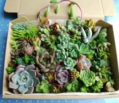 多肉植物 カット苗　詰め合わせ 寄せ植え用　ネコポス発送のサムネイル