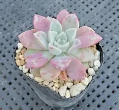 2025年最新】多肉植物 抜き苗 4cmポットの人気アイテム - メルカリ