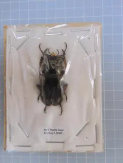 新種？ マンヤンボネブトクワガタ 1オス 標本 Aegus sp. - メルカリ