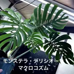 モンステラデリシオーサマクロコズム超希少系統鉢植え92㎝のサムネイル