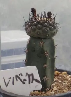 大特価値下げ！早いもの勝ち copiapoa コピアポア レンベッキー - メルカリ