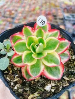 2025年最新】錦 アエオニウムの人気アイテム - メルカリ