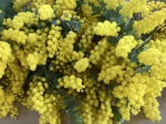 ミモザ　80サイズ発送　フレッシュ　アカシア　銀葉　生花