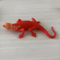 アンドコレインボーアガマ