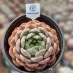 Top【選抜株】多肉植物　362360アボカド　36個　鉢無し/脱土 Top【選抜株】多肉植物 362360アボカド 36個 鉢無し/脱土 - メルカリ