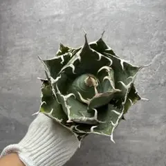 チタノタ　オカノタ　大株 2025年最新】Yahoo!オークション -アガベ チタノタ 大株(アガベ